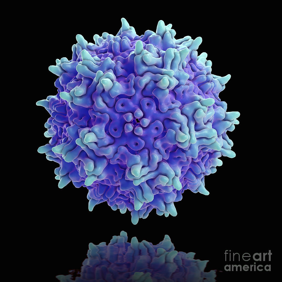 Adeno-associated Virus #1 Photograph by Science Picture Co