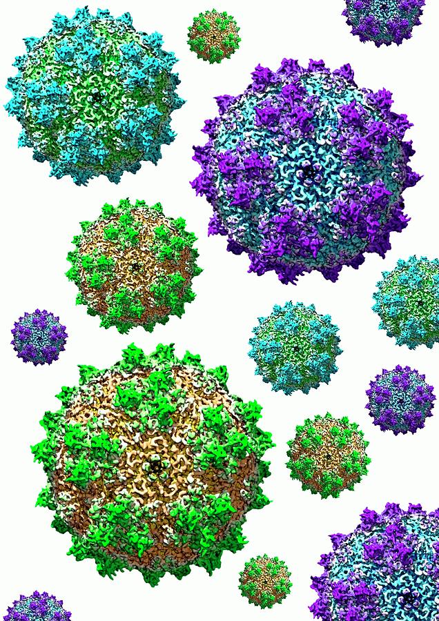 Aav Photograph - Adeno-associated Viruses #1 by Louise Hughes