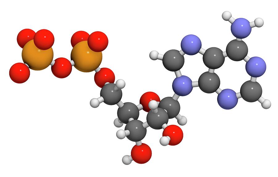 Adenosine Diphosphate Molecule #1 Photograph by Molekuul