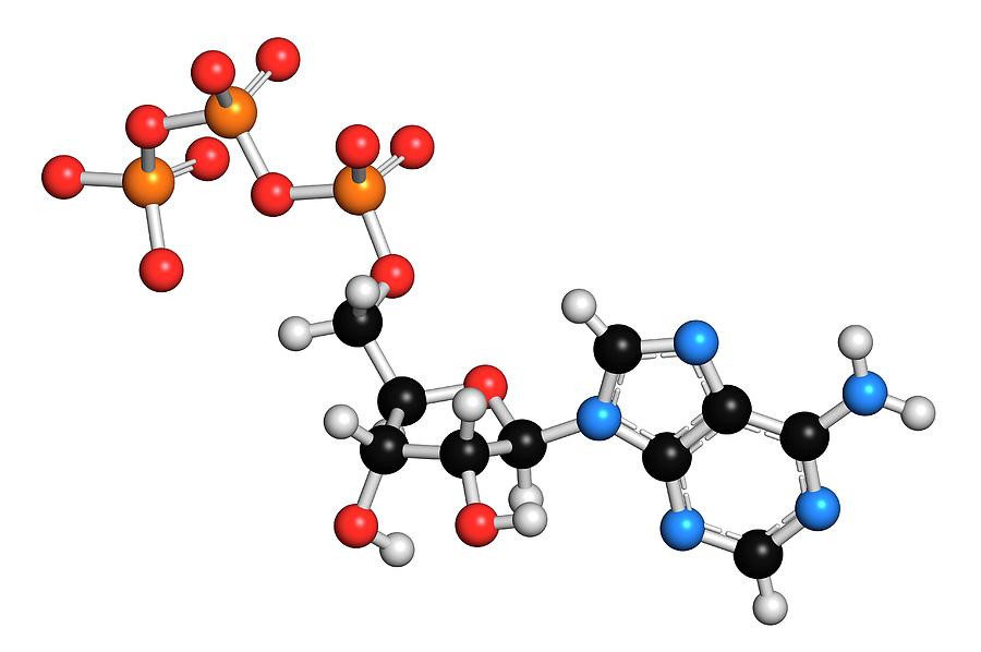 Adenosine Triphosphate Molecule Photograph by Molekuul