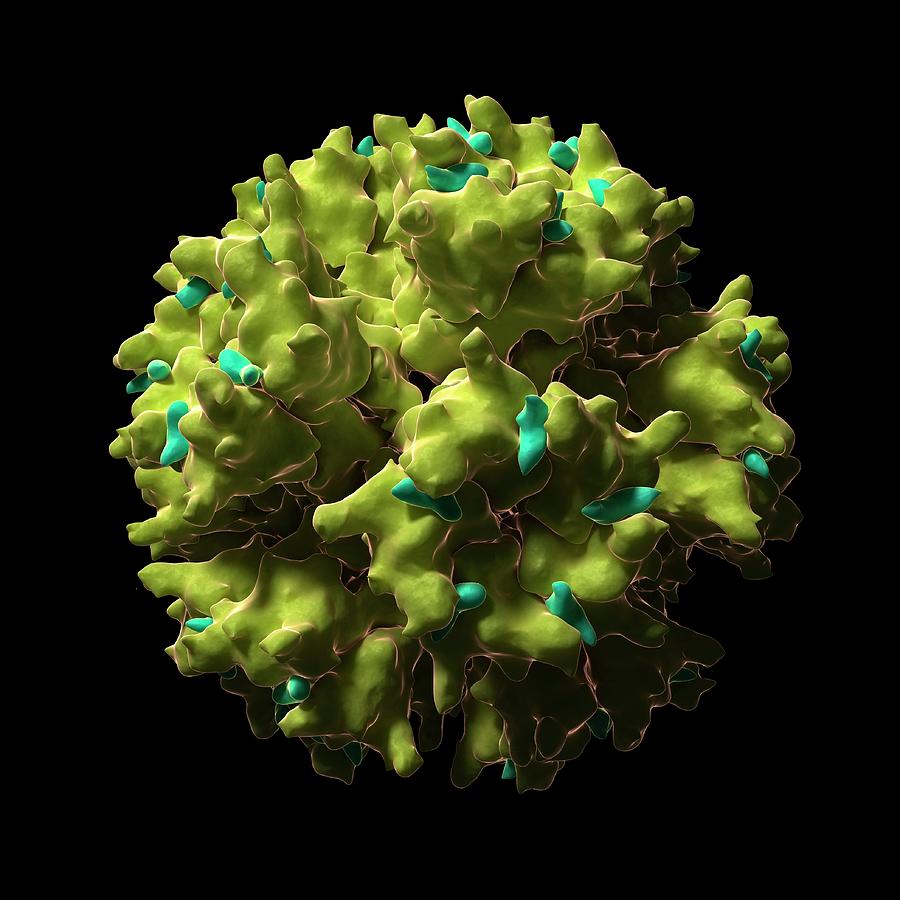 Adenovirus Particle #1 Photograph by Sciepro/science Photo Library
