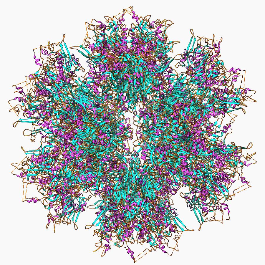 Adenovirus Penton Base Protein #1 Photograph by Laguna Design/science Photo Library