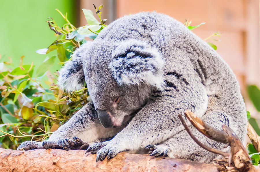 Adorable Koala Bear Taking A Nap Sleeping On A Tree #1 Photograph by Alex Grichenko