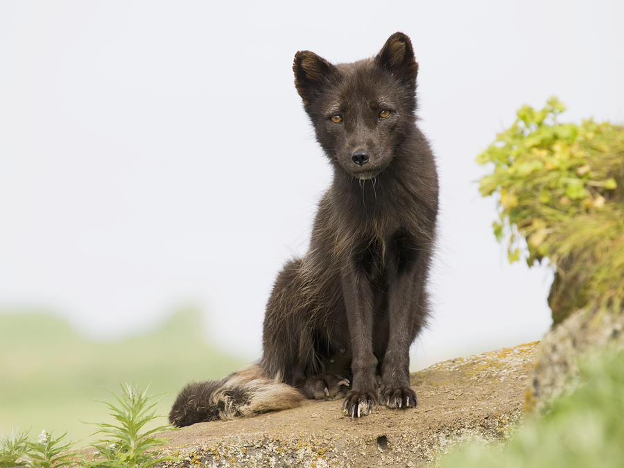 Adult Arctic Fox Guarding The Den Photograph by John Gibbens - Fine Art ...