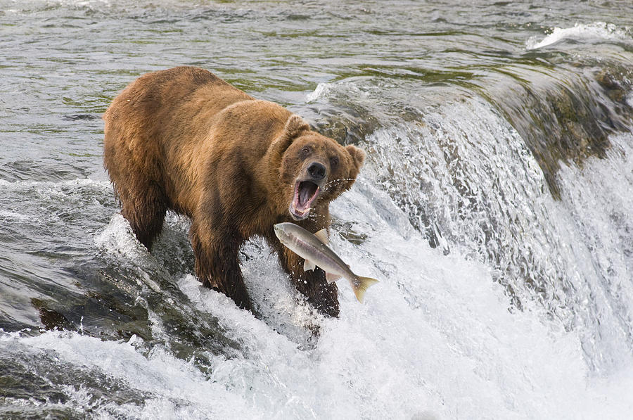 Katmai National Park Photograph - Adult Brown Bear Fishing For Salmon At #1 by Kenneth Whitten