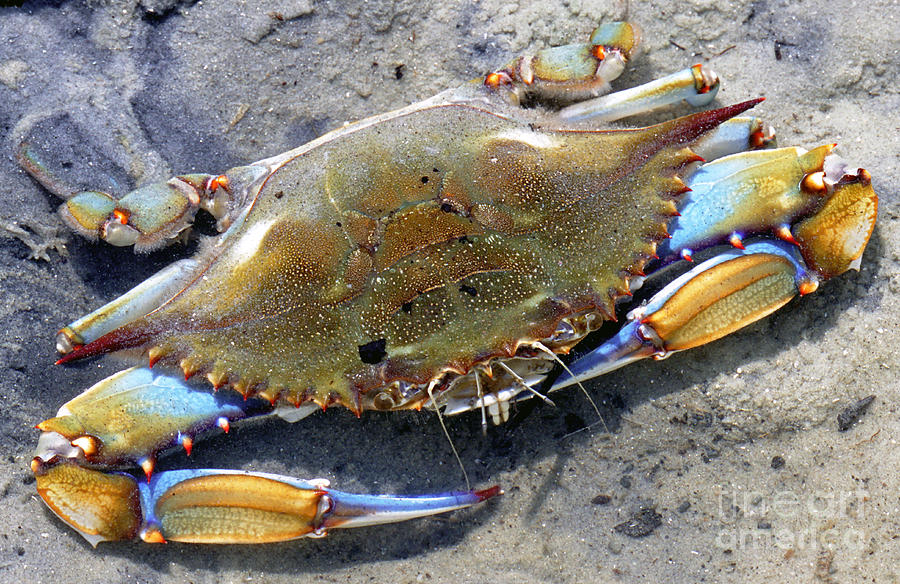 Nature Photograph - Adult Male Blue Crab #1 by Millard H. Sharp