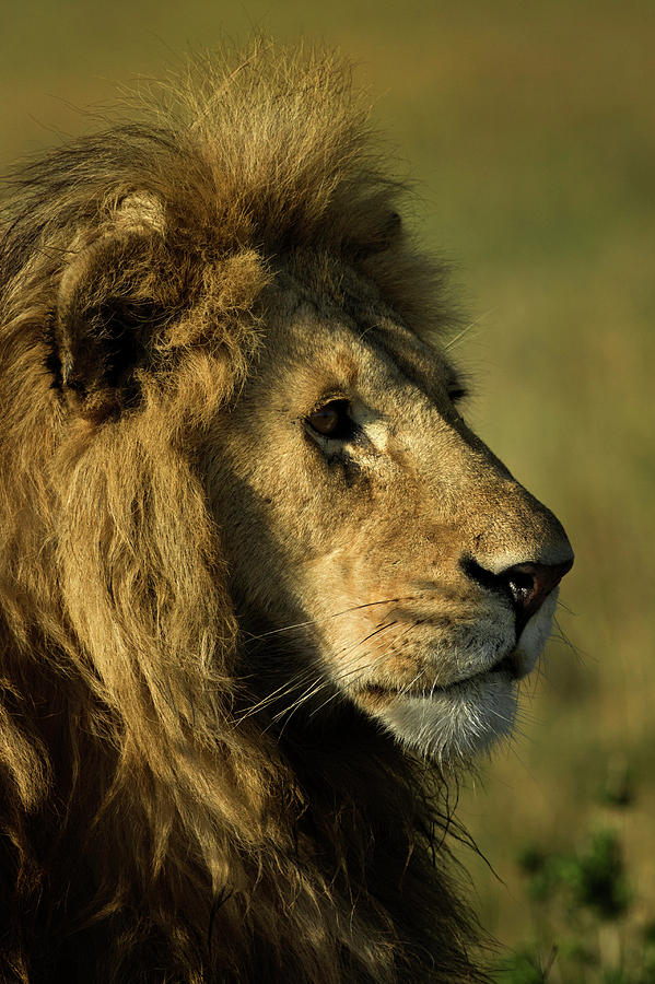 Adult Male Lion, Maasai Mara, Kenya Photograph by Adam Jones - Pixels