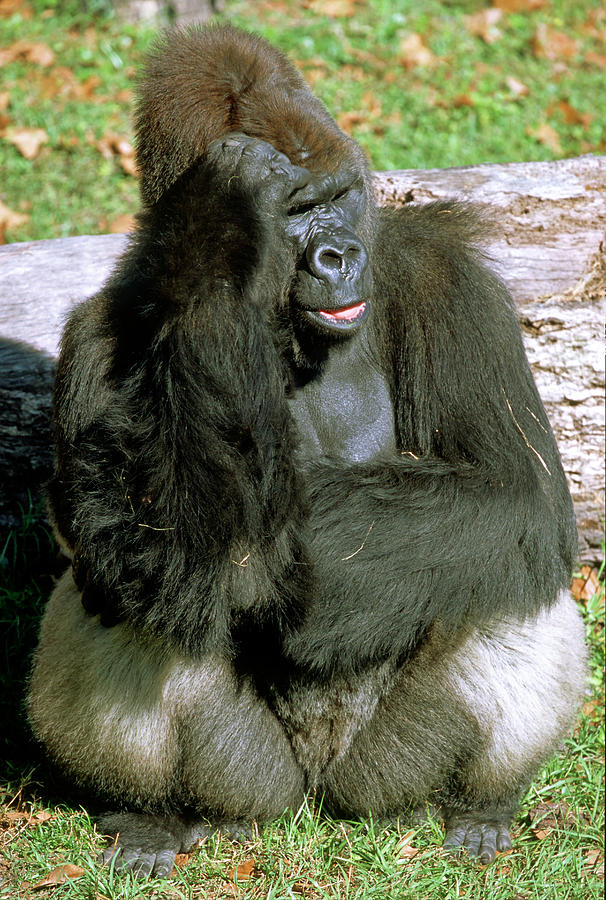 Adult Male Western Lowland Gorilla #1 Photograph by Millard H. Sharp