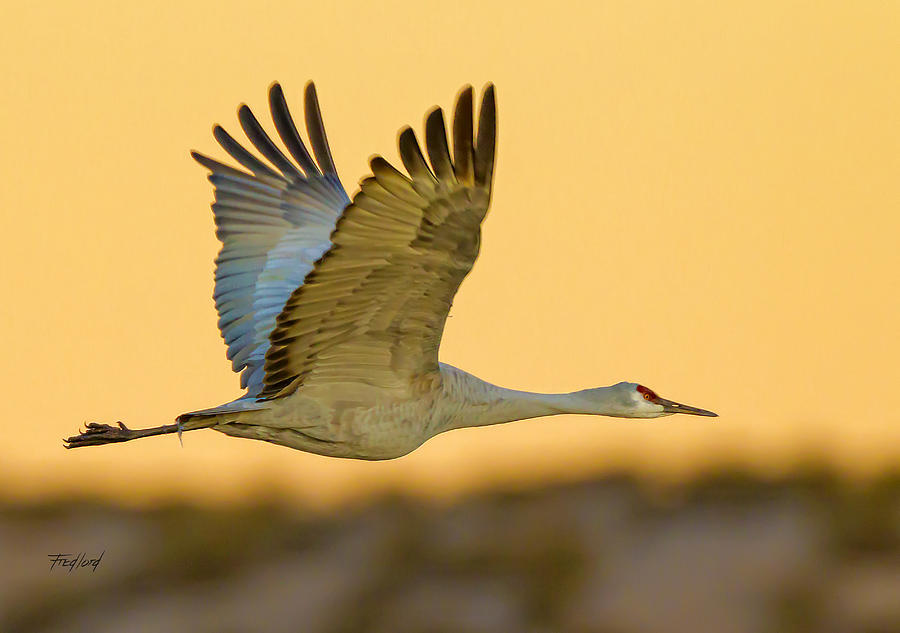 Adult Sandhill Crane #1 Photograph by Fred J Lord