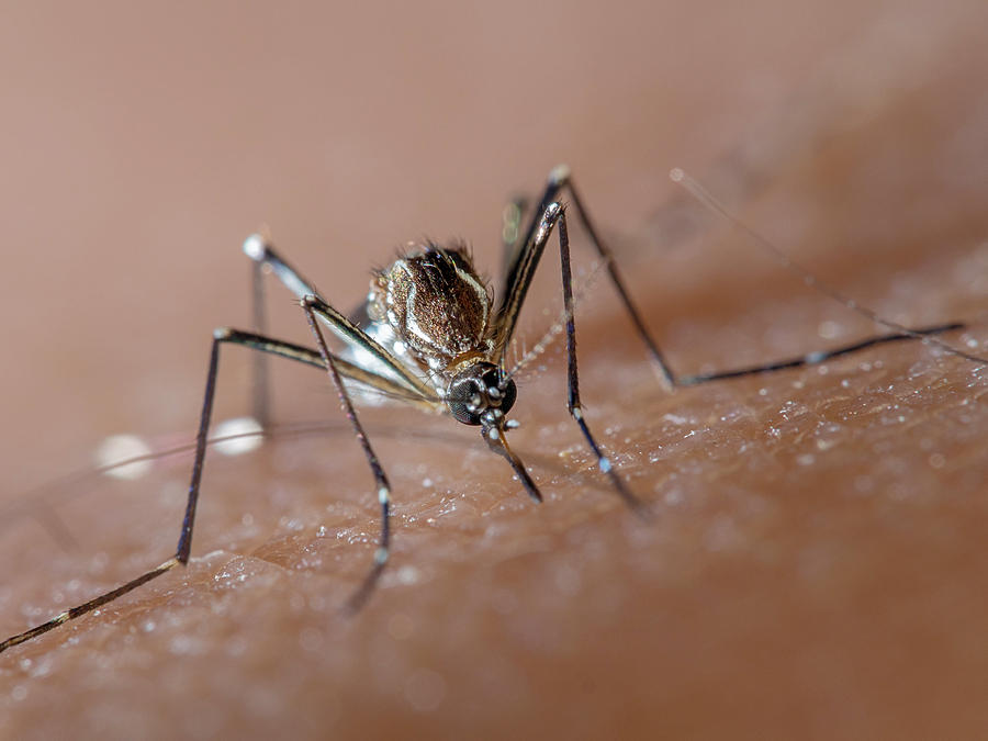 Aedes aegypti (dengue, zika, yellow fever mosquito) biting human skin, frontal view #1 Photograph by Joao Paulo Burini