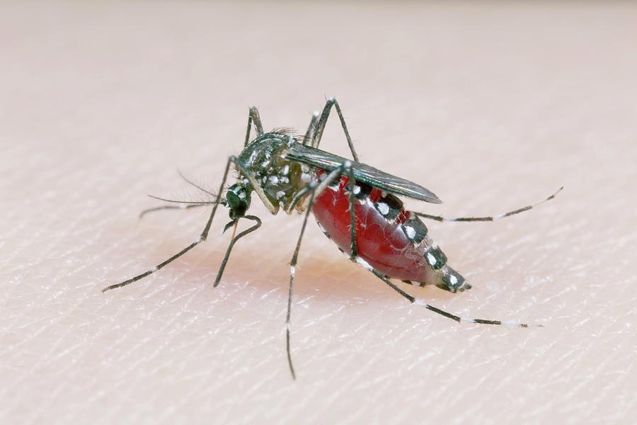 Aedes Aegypti Mosquito Feeding Photograph By Sinclair Stammers Science