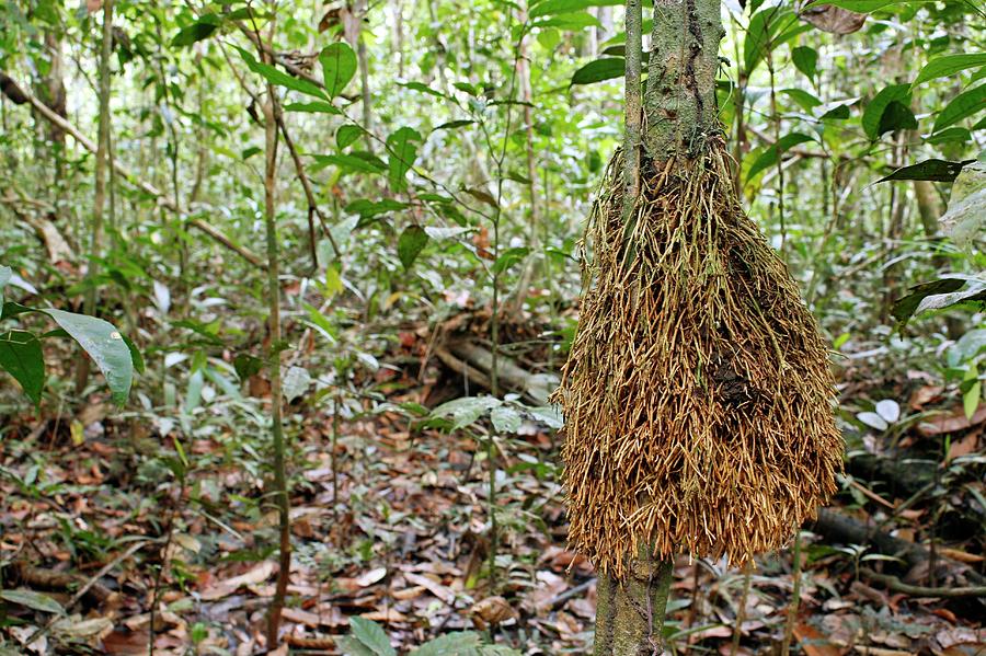 aerial roots aerial roots