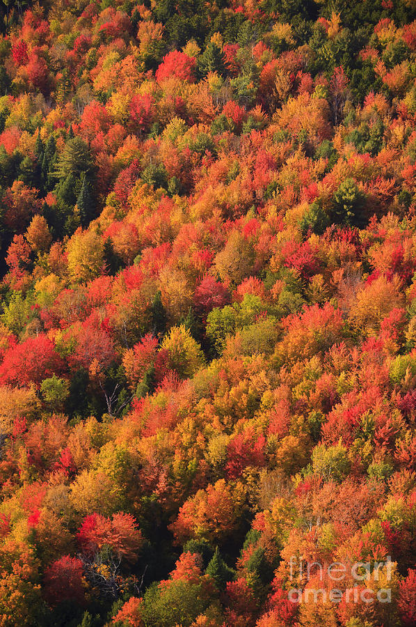 Aerial view of fall foliage in Vermont. #1 Photograph by Don Landwehrle