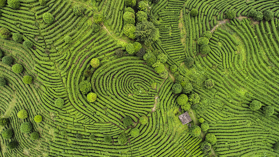 Aerial view of Tea fields Photograph by MediaProduction