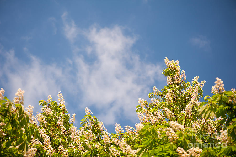 Flower Photograph - Blossoming Aesculus tree on blue sky  by Arletta Cwalina