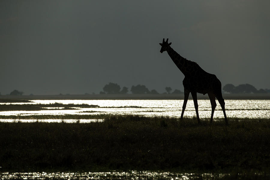 Africa, Botswana, Chobe National Park #1 Photograph by Paul Souders