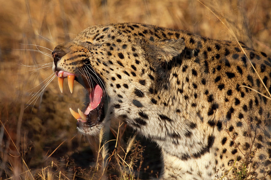 Africa, Botswana, Savute Game Reserve #1 Photograph by Jaynes Gallery