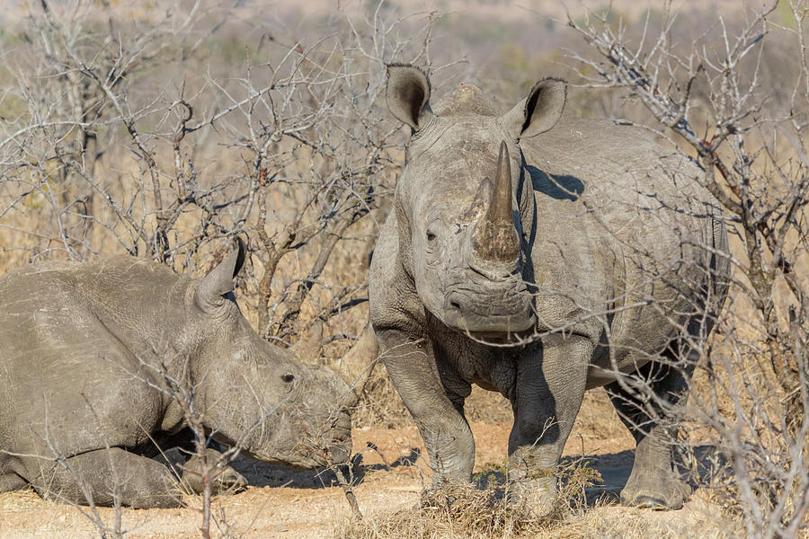 Africa, South Africa, Ngala Private Photograph by Jaynes Gallery | Fine ...