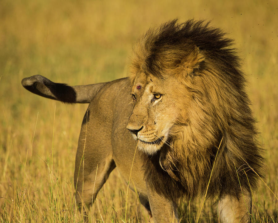 Africa Tanzania African Lion Male Photograph by Ralph H. Bendjebar ...