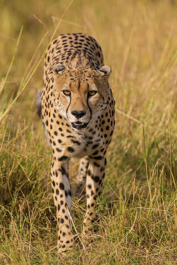 Serengeti National Park Photograph - Africa Tanzania Cheetah Hunting #1 by Ralph H. Bendjebar