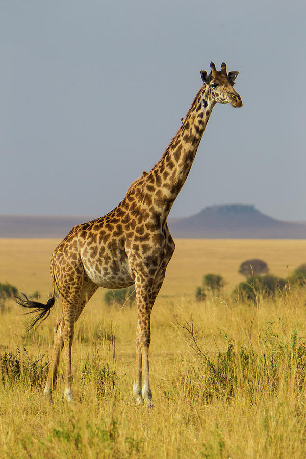 Africa Tanzania Masai Giraffes Photograph by Ralph H. Bendjebar - Fine ...