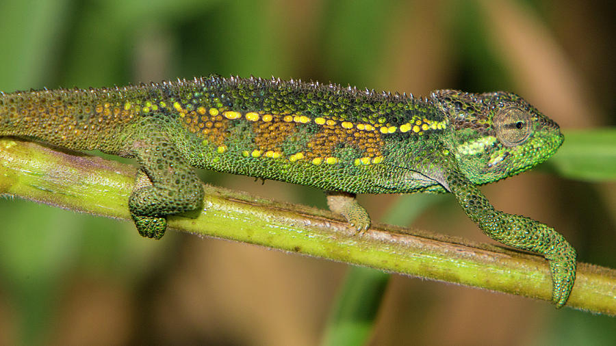 Africa Tanzania Rough Chameleon Photograph by Ralph H. Bendjebar - Fine ...