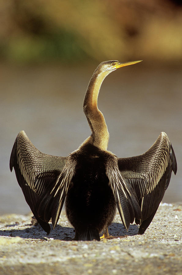 Nature Photograph - African Anhinga #1 by Tony Camacho/science Photo Library