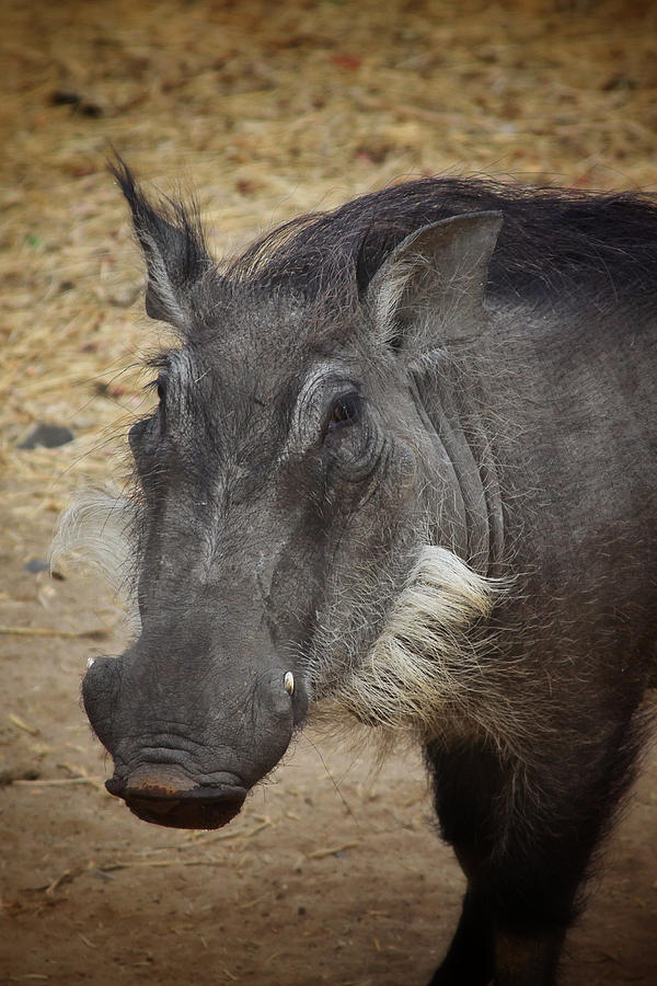 African Boar #1 Photograph by Dave Hall