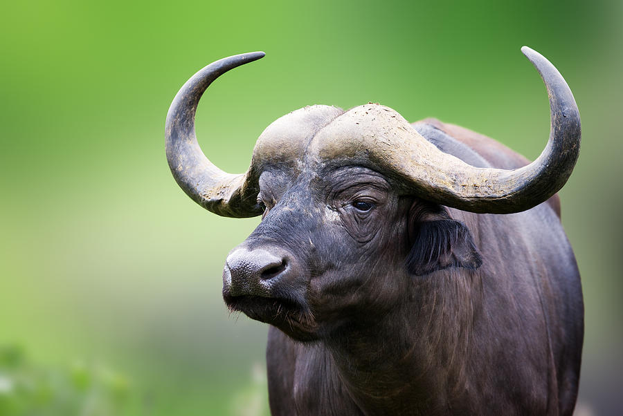 African Buffalo Portrait Photograph