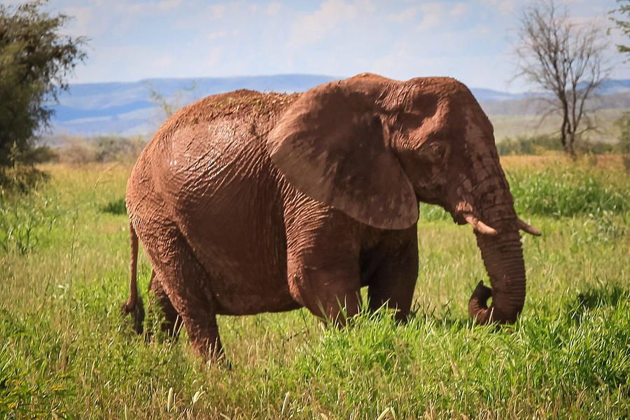 African Desert Elephant #1 Photograph by Gregory Daley  MPSA