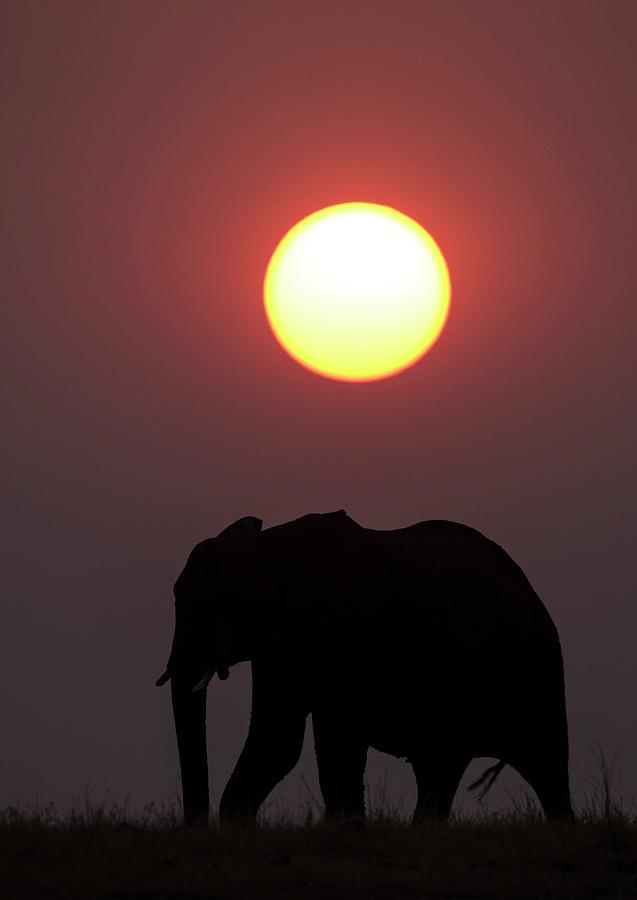 African Elephant At Sunset #1 Photograph by Tony Camacho/science Photo Library