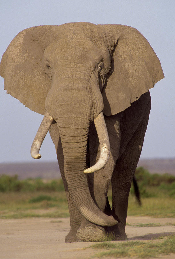 African Elephant Bull Amboseli Photograph by Gerry Ellis - Fine Art America