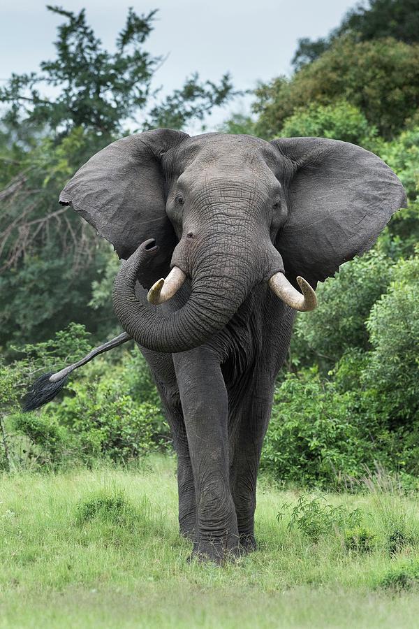 African Elephant Bull #1 Photograph by Tony Camacho/science Photo Library