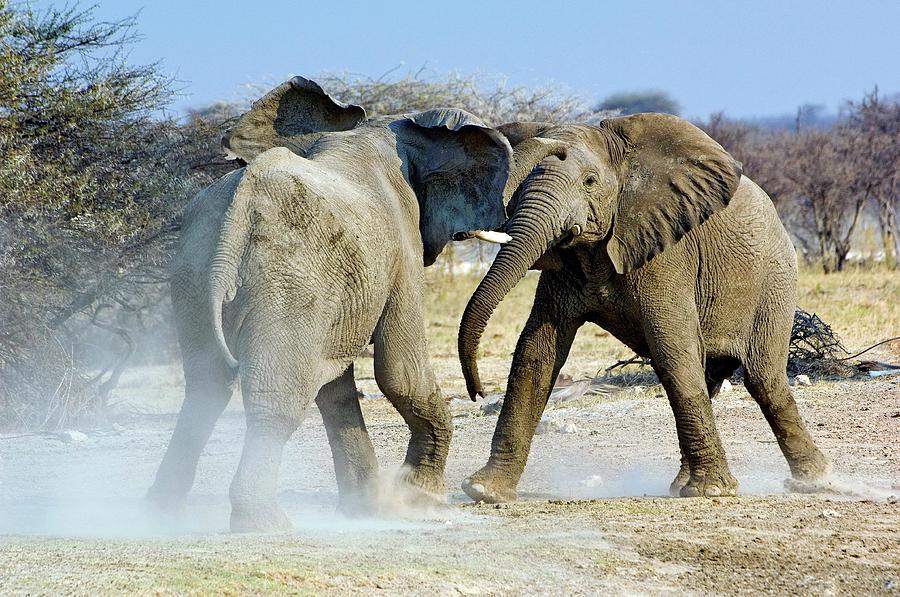 African Elephant Bulls Fighting Photograph by Tony Camacho/science Photo Library