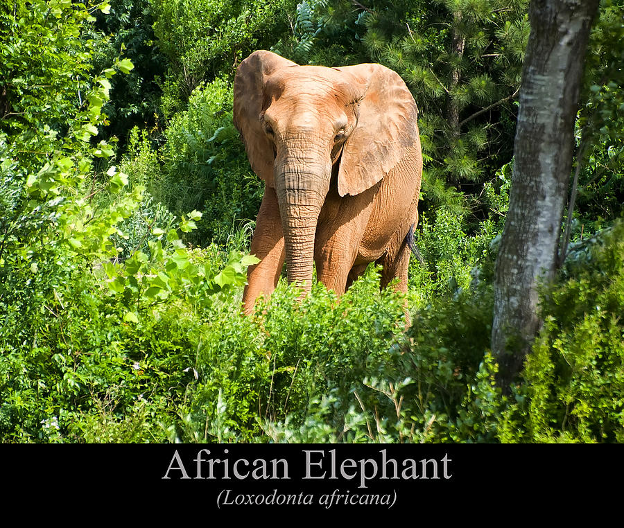 African Elephant Digital Art - African Elephant #2 by Flees Photos
