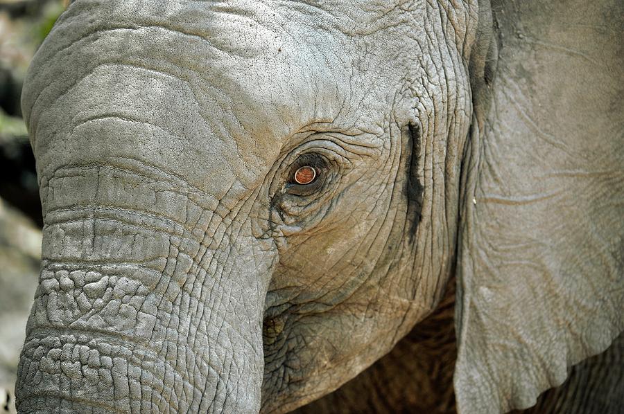 African Elephant #1 Photograph by Dr P. Marazzi/science Photo Library