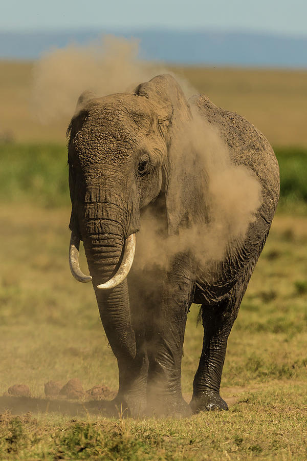 African Elephant Having A Dust Bath #1 Photograph by Manoj Shah