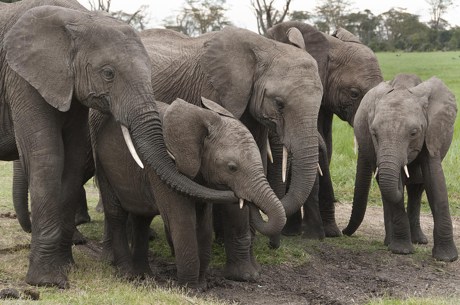 African Elephant Herd Grazing Kenya #1 Photograph by Tui De Roy