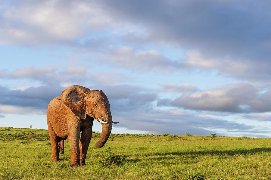 African Elephant In Open Grasslands Photograph by Peter Chadwick - Fine ...