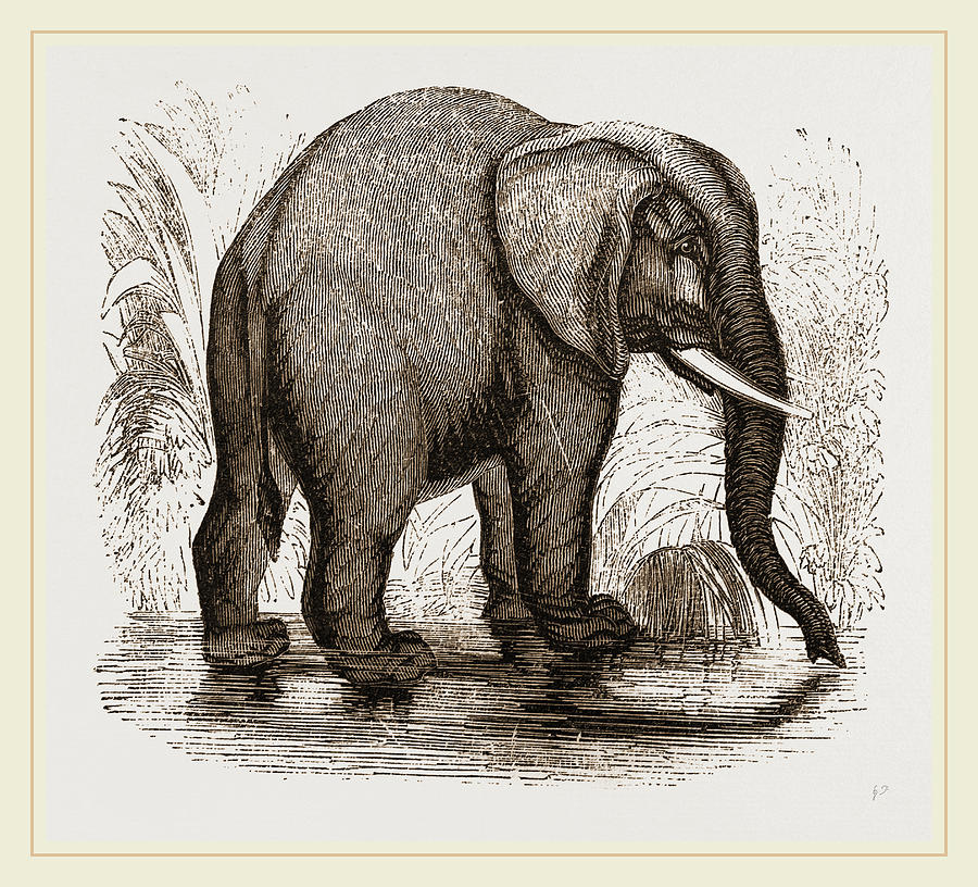 African Elephant Drawing by Litz Collection Fine Art America