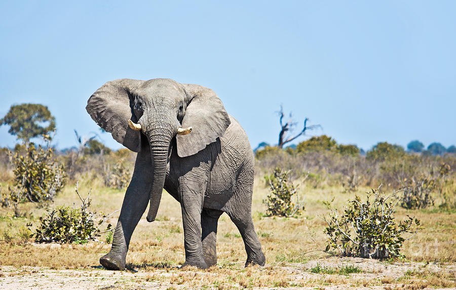 African Elephant mock-charging #3 Photograph by Liz Leyden