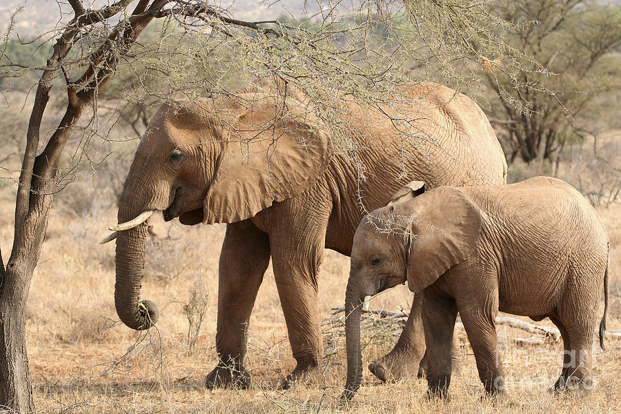 African Elephant mother and calf #2 Photograph by Liz Leyden