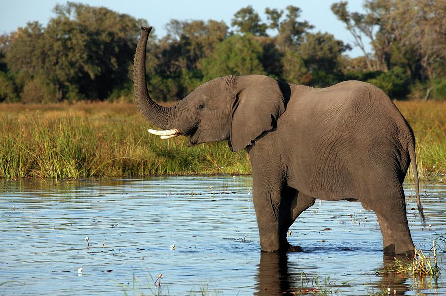 African Elephant #1 Photograph by Steve Allen/science Photo Library