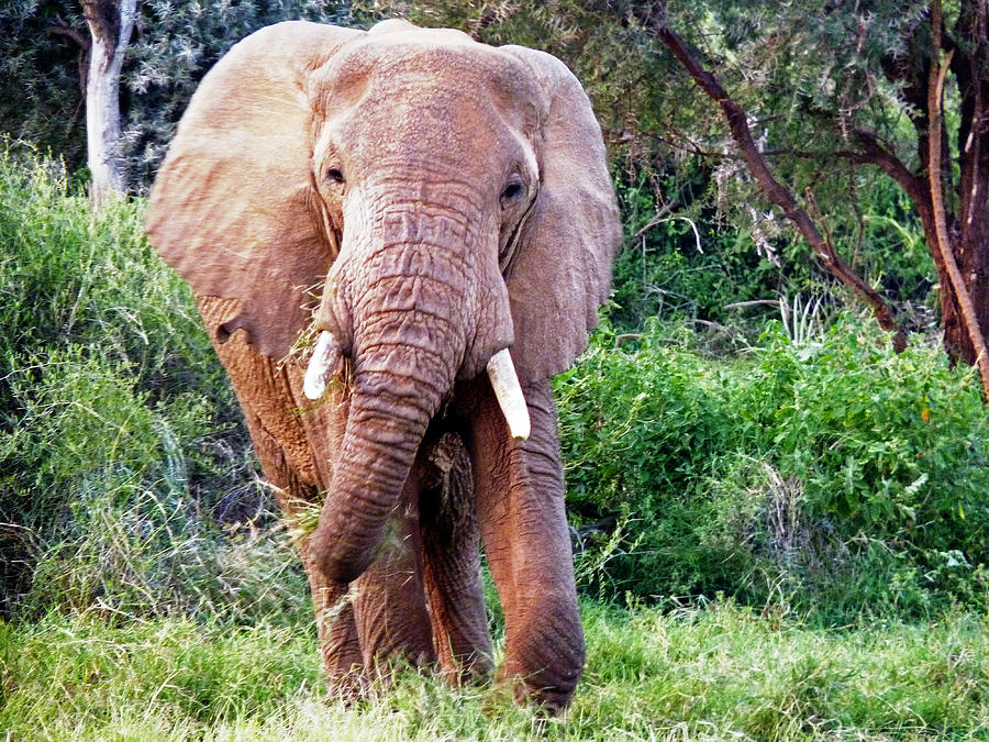 African Elephant #4 Photograph by Tony Murtagh