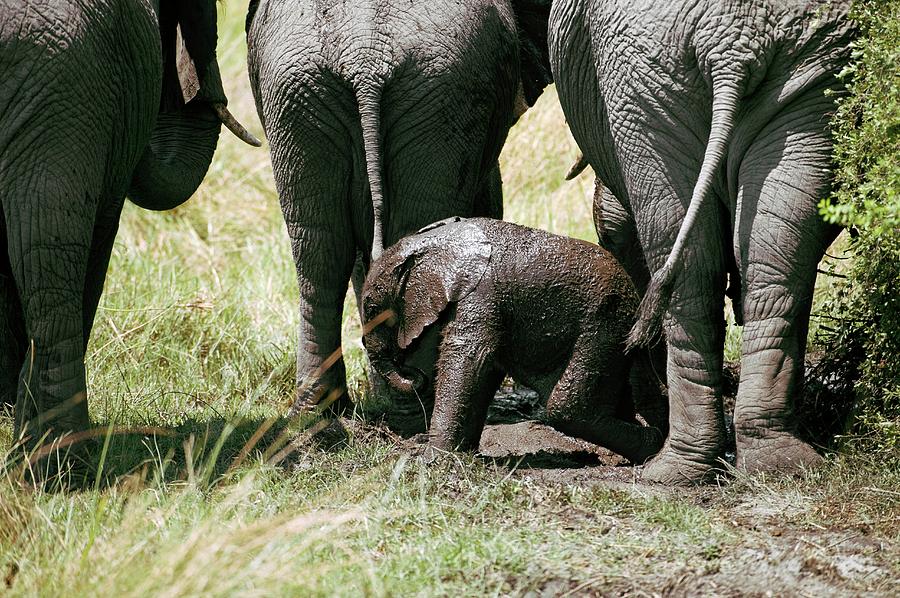African Elephants And Calf #1 Photograph by Dr P. Marazzi/science Photo Library