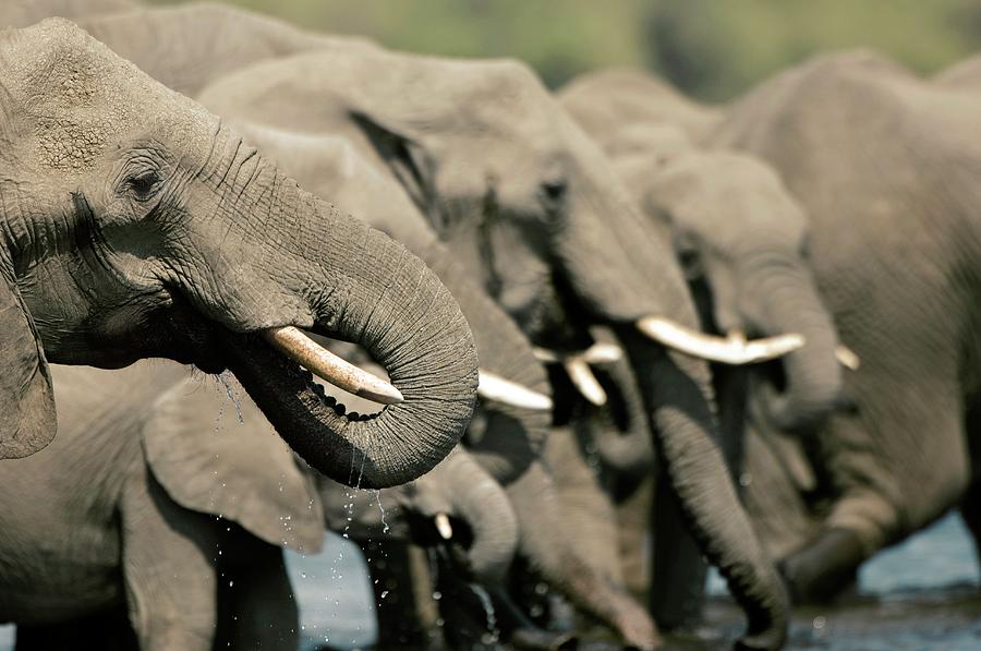 African Elephants Drinking #1 Photograph by Dr P. Marazzi/science Photo Library