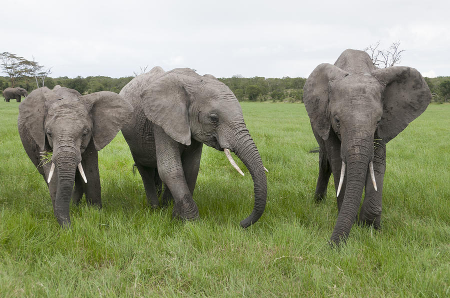 African Elephants Grazing  Kenya #1 Photograph by Tui De Roy