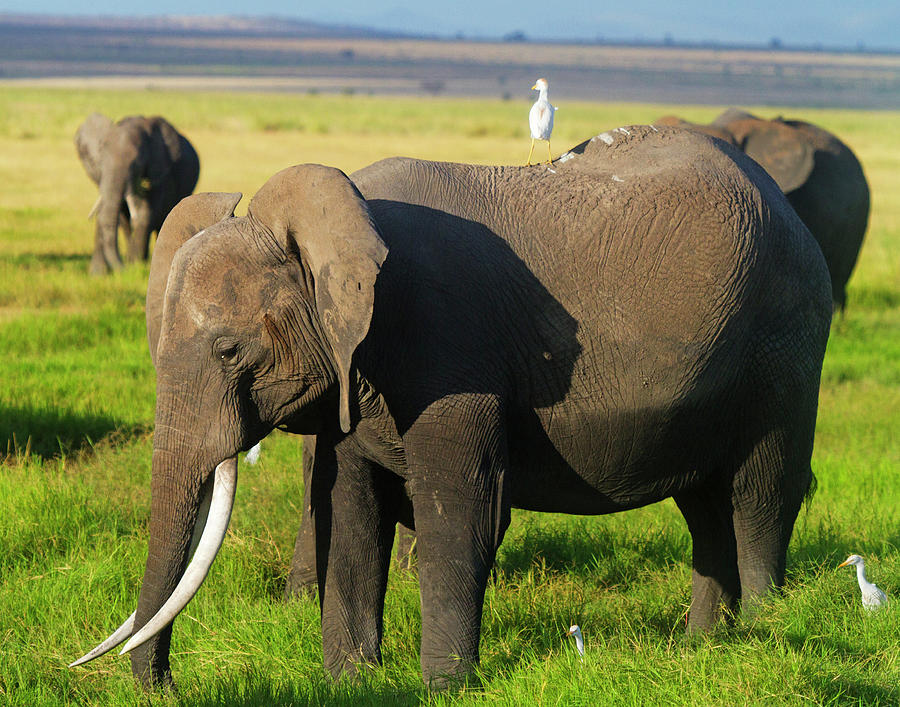 African Elephants Loxodonta Africana Photograph By Dan Herrick