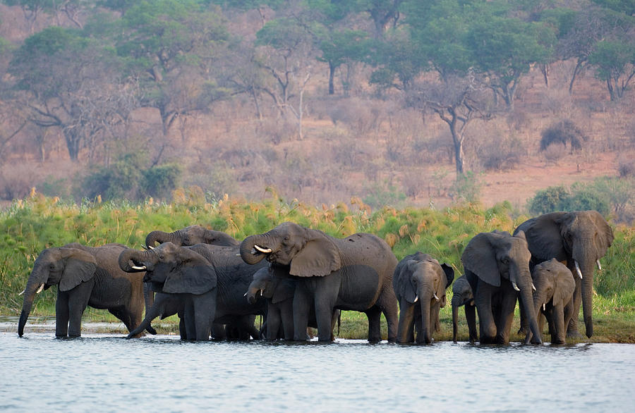 African Elephants #1 Photograph by Tony Camacho/science Photo Library