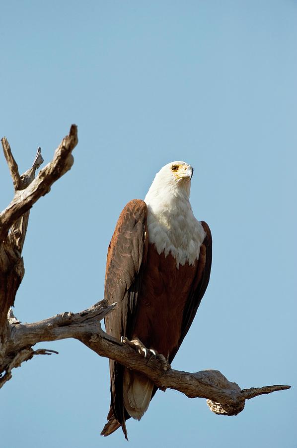 African Fish Eagle Photograph by Dr P. Marazzi/science Photo Library ...